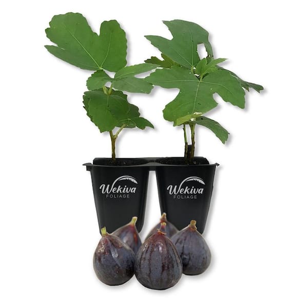 Brown Turkey Fig Tree-3 Live Tissue Culture Starter Plants-Ficus Carica-Edible Fruit Tree for the Patio and Garden