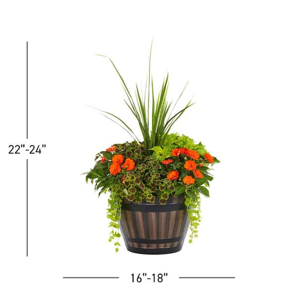 SunPatiens 5.32 Gal. Coleus Lysimachia SunPatiens Impatiens Combo