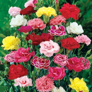 Hardy Mixed Carnations Dormant Bare Root Perennial Plants (3-Pack)