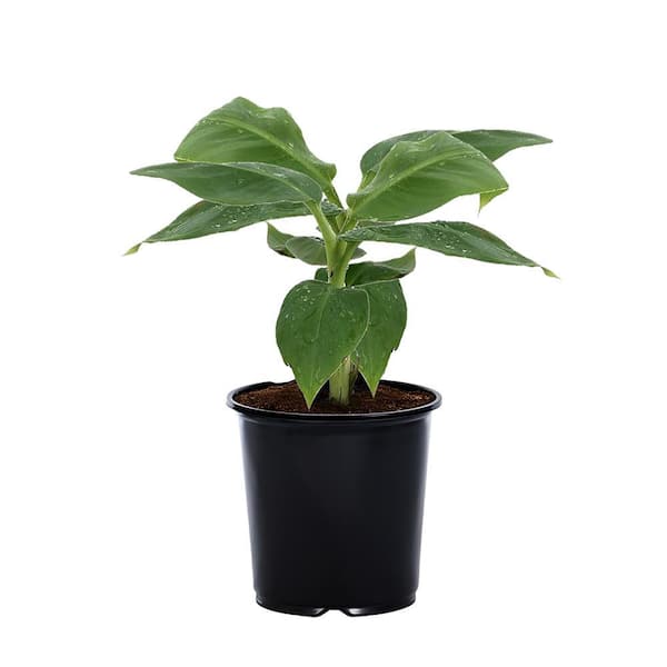 METROLINA GREENHOUSES 4 Qt. Banana Annual Plant