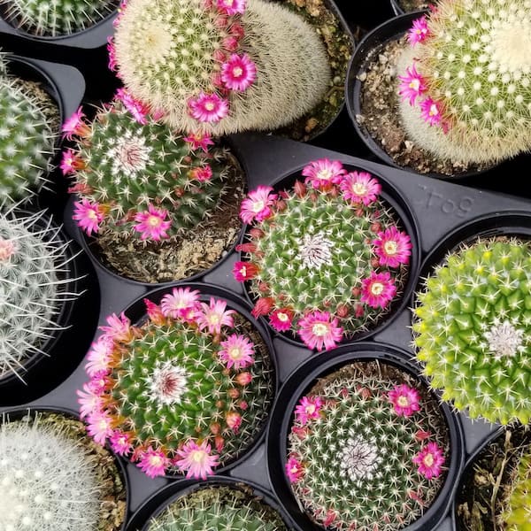SMART PLANET 9 cm Assorted Cactus Plant Collection (6-Pack)