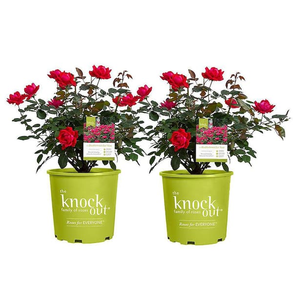 KNOCK OUT 27.7 L Red Knock Out Rose Bush with Red Flowers in Grower Pot