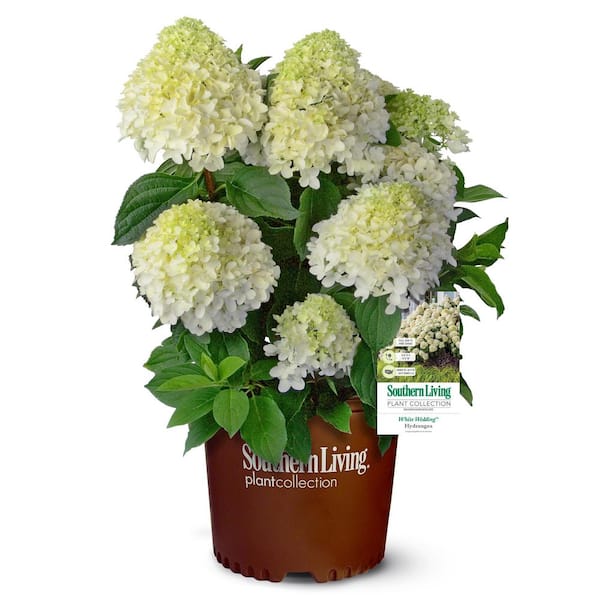 SOUTHERN LIVING 3 Gal. White Wedding Hydrangea Shrub with White Conical Blooms