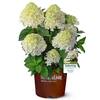 SOUTHERN LIVING 2 Gal. White Wedding Hydrangea Shrub with Pillow-Like White Blooms 14458