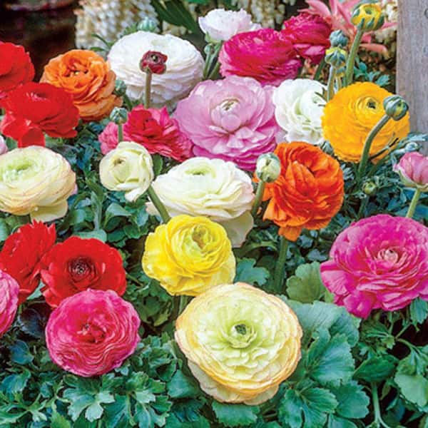 DIRECT GARDENING Multi-Color Flowering Persian Buttercup Ranunculus Dormant Summer Flowering Bulbs (25-Pack)