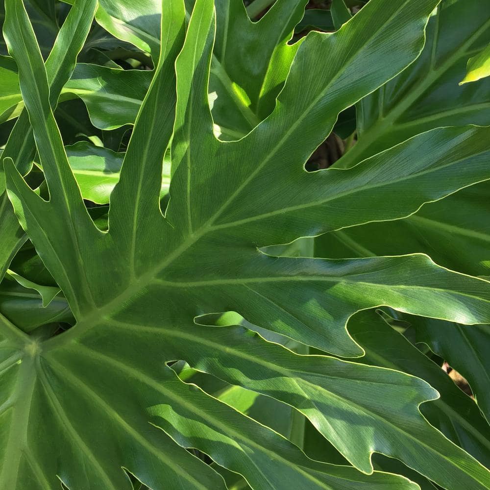 Philodendron Lickety Split Live Plant in 8" Black Pot