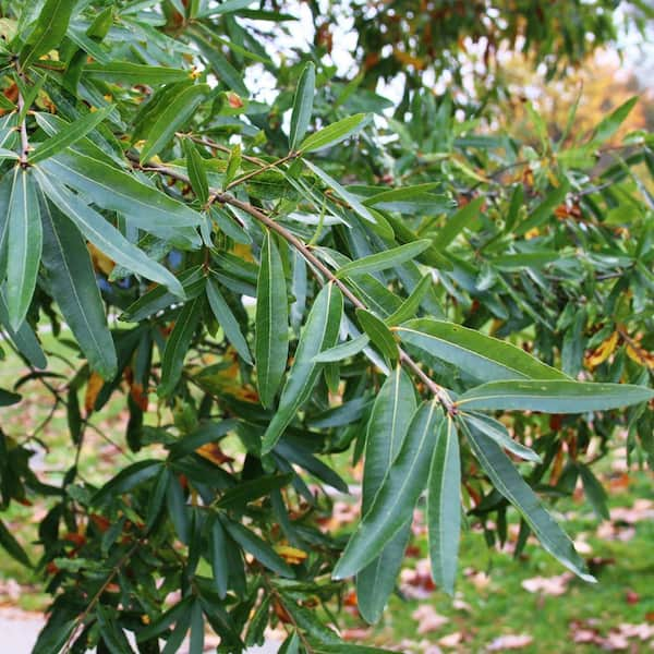 Tree Symbolism & Meanings for All 56 Species (Willow, Oak, Olive