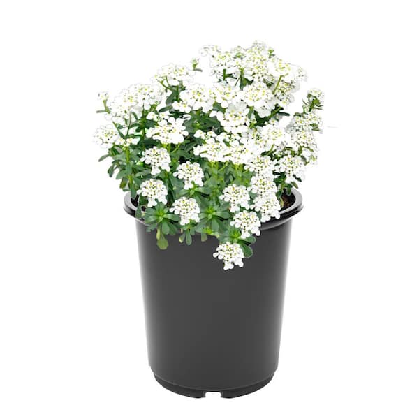 Perennial Iberis White 2.5 Qt. 1035 - The Home Depot