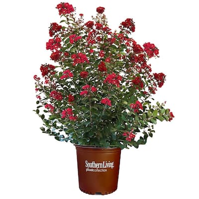 3 Gal. Colorama Scarlet Crape Myrtle Tree with Bright Red Flowers
