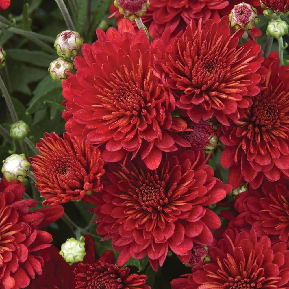 11 In Danielle Red Chrysanthemum Plant 607203 The Home Depot