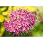 3 Gal. Magic Carpet Spirea (Spiraea japonica 'Walbuma') Live Flowering Shrub with Small Pink Flowers