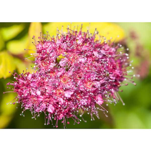 BELL NURSERY 3 Gal. Magic Carpet Spirea (Spiraea japonica 'Walbuma') Live Flowering Shrub with Small Pink Flowers
