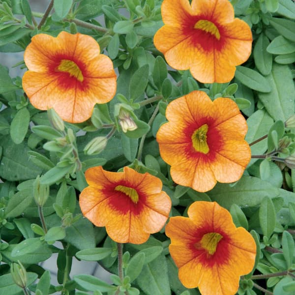 Vigoro 1.5 PT Calibrachoa Million Bells 'Aloha Nani Mango Tango' Orange Annual Plant