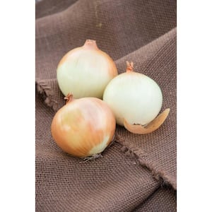 Onion Candy Hybrid (150 Seed Packet)