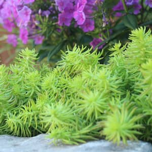 2 Qt. Sedum Angelina Perennial Plant (3-Pack)