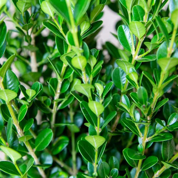 2.5 qt. Wintergreen Boxwood Shrub (Buxus Sinica Var. Insularis) Live Hedge Plant with Glossy Dark Green Foliage