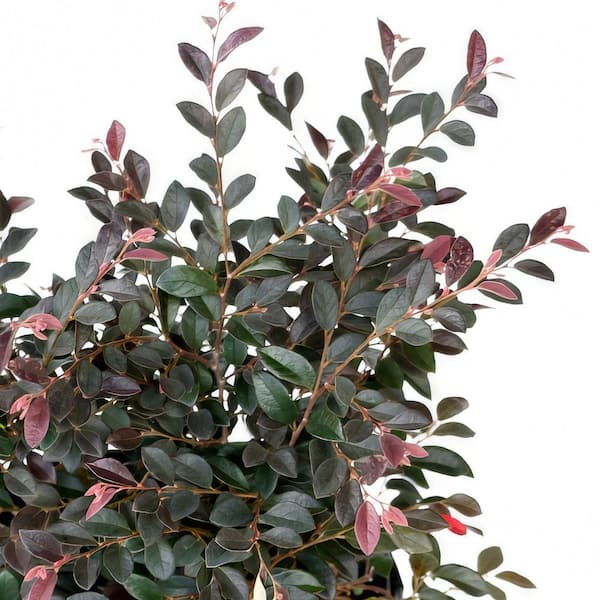 national PLANT NETWORK 1 gal. Loropetalum Daruma Chinese Fringe