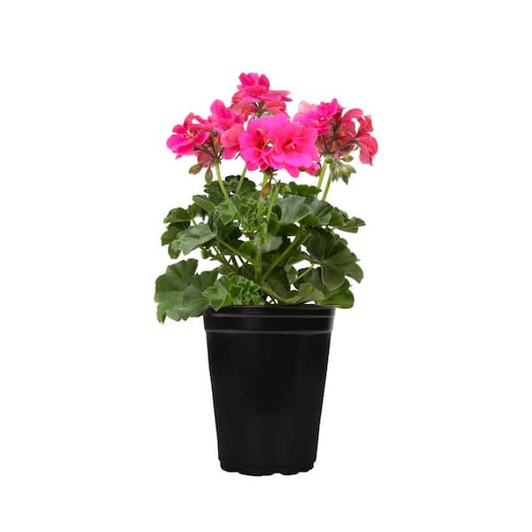 ALTMAN PLANTS 1.71-Pint Ivy Pink Geranium Plant