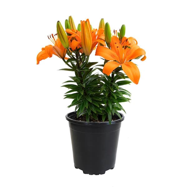 ALTMAN PLANTS 2.6 QT. #1 Asiatic Lily Perennial Plant with