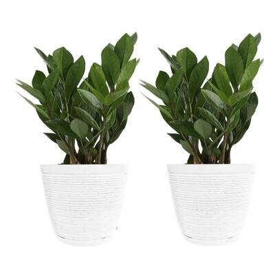 6 in. ZZ Indoor Plant in Small White Ribbed Plastic Décor Planter (2-Pack)