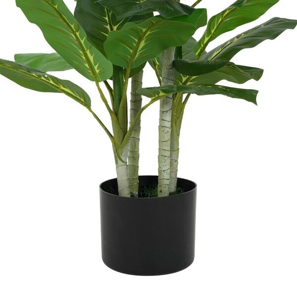 dracaena marley Dracaena Marley - House Plants Delivery Toronto