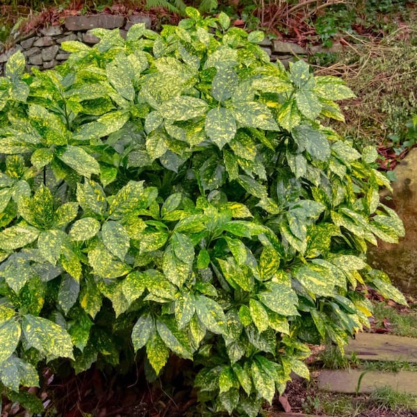 national PLANT NETWORK 1 gal. Acuba Gold Dust Live Shrub