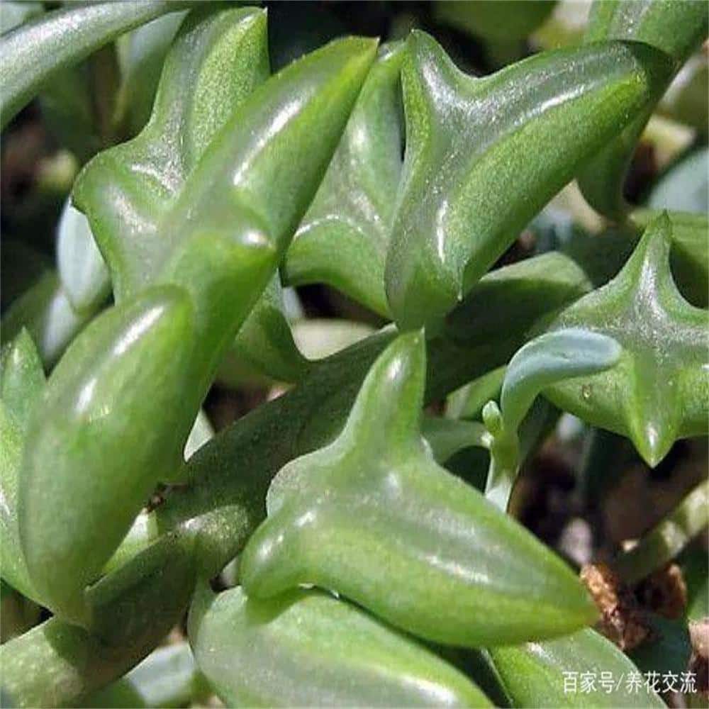 Senecio Peregrinus Nature-Inspired Indoor/Outdoor Green Frond Plant - Decor