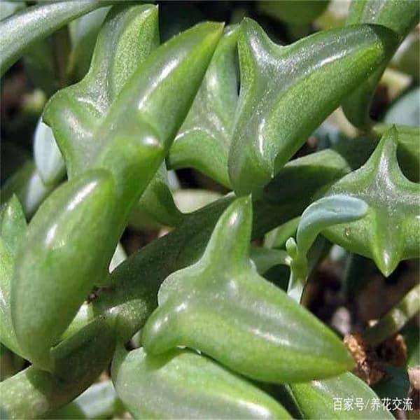 Unbranded Senecio Peregrinus Nature-Inspired Indoor/Outdoor Green Frond Plant - Decorative and Functional, Shipping Height 2-3 in.