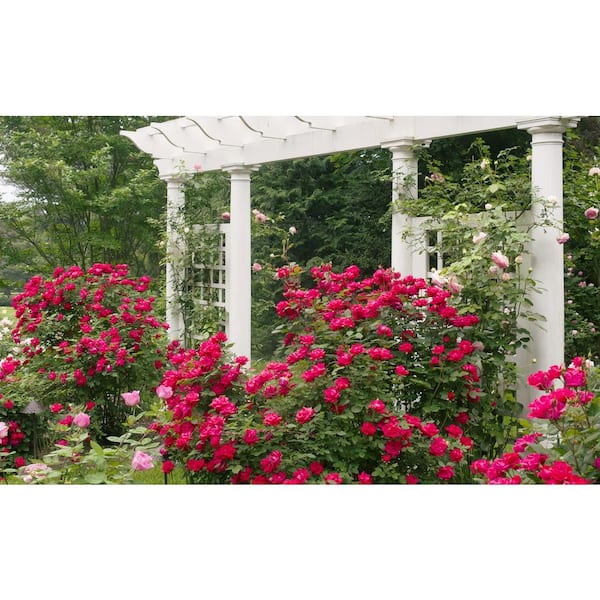 2 Gal. Red Double Knock Out Rose Bush with Red Flowers