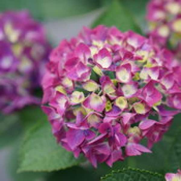 2 Gal. Wee Bit Giddy Bigleaf Hydrangea Hydrangea macrophylla Live Flowering Shrub; Bright Red or Red-Violet Flowers