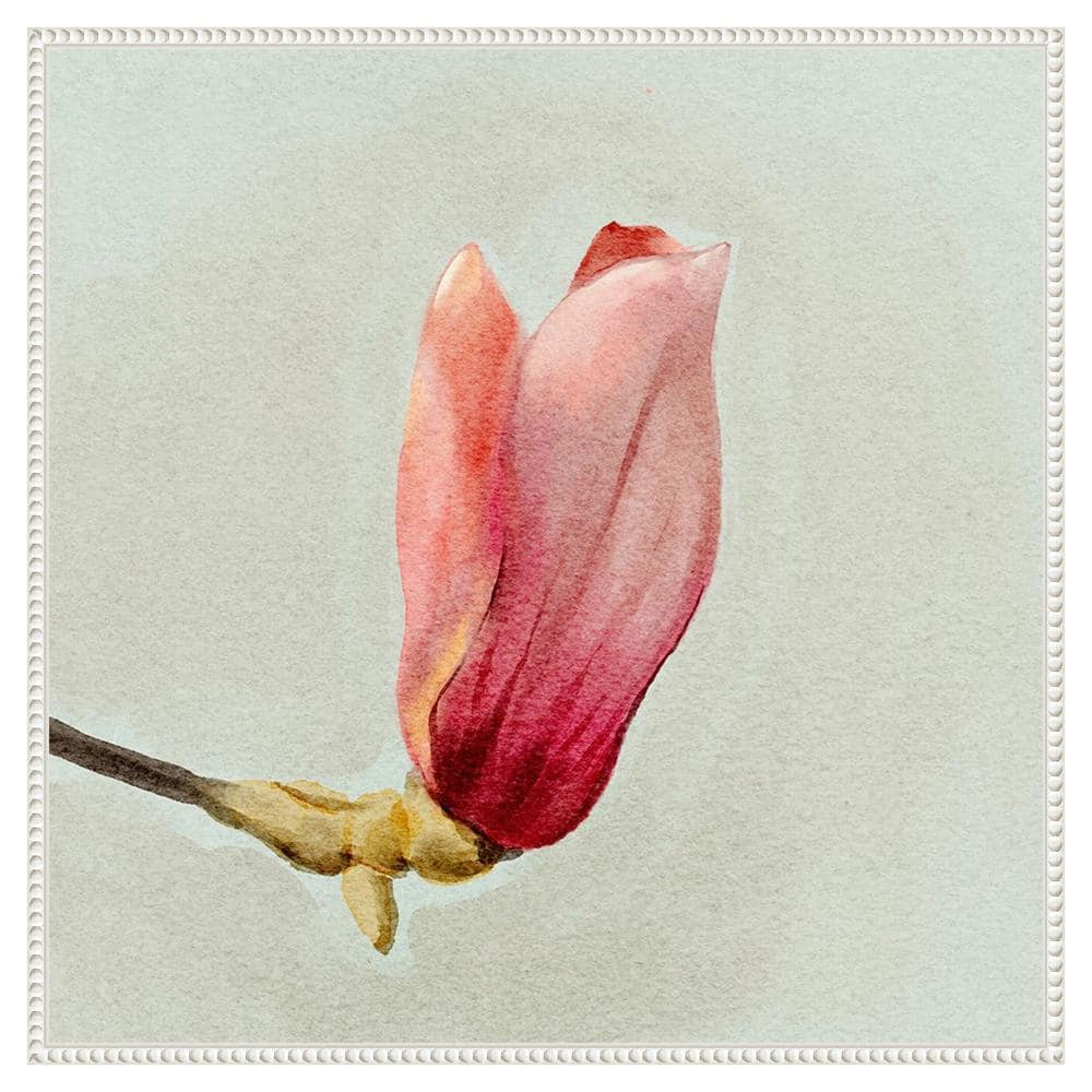 Magnolia Bud I by Katie Oshea 30 in. W x 30 in. H. Canvas Wall Art Print Framed in White price history on PriceWatchPro