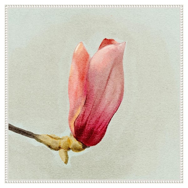 Amanti Art Magnolia Bud I by Katie Oshea 30 in. W x 30 in. H. Canvas Wall Art Print Framed in White