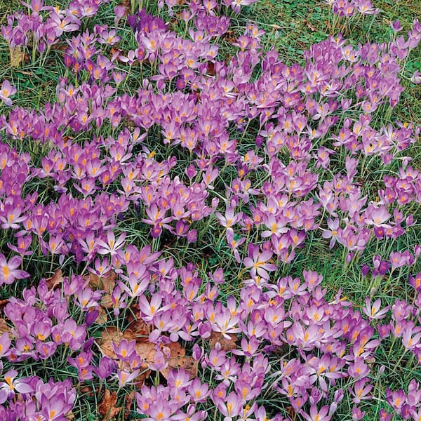 Van Bourgondien Ruby Giant Species Crocus Dormant Spring Flowering Bulbs (25-Pack)