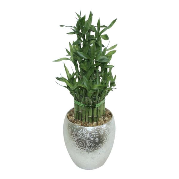 Delray Plants Lucky Bamboo in 5 in. inga Silver Pot