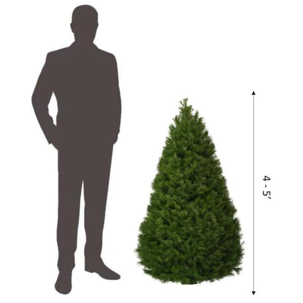 Real christmas trees at home deals depot