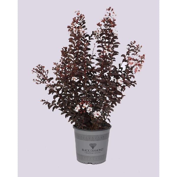 BLACK DIAMOND 1 Gal. Pure White Deciduous Crape Myrtle Tree