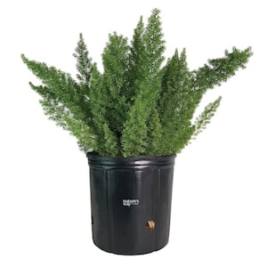 Asparagus Meyerii Fern Live Outdoor Plant in Growers Pot Average Shipping Height 2-3 Ft. Tall