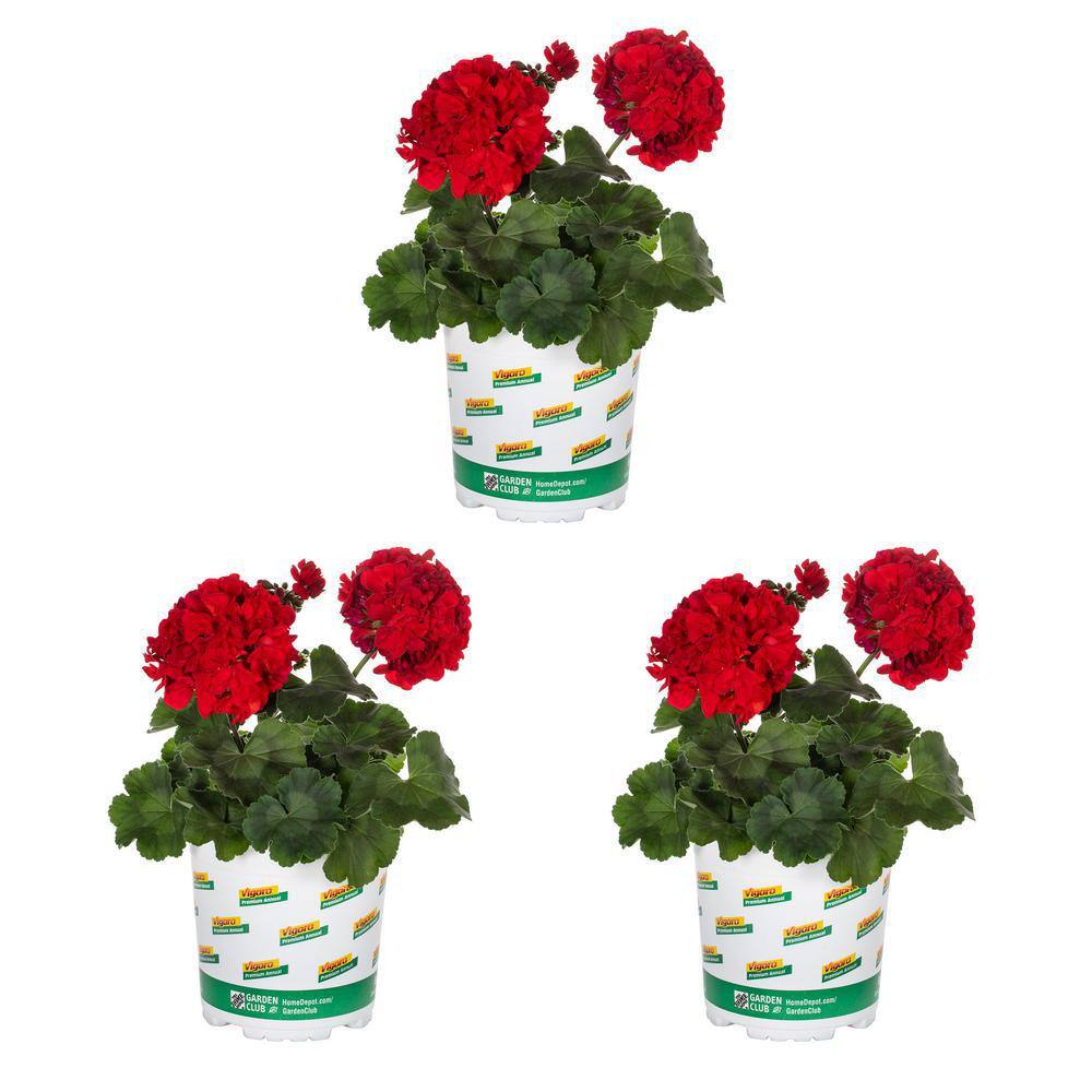 Vigoro 2 qt. Geranium Calliope Medium Red Annual Plant (3-Pack) 79037 ...