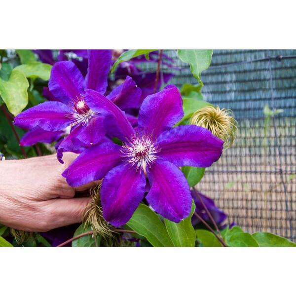 Unbranded Wildfire Clematis