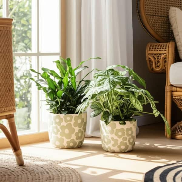 plant pine cone in pot Buy Pine Cone Tree In Pot H68Cm Green Online main image 1