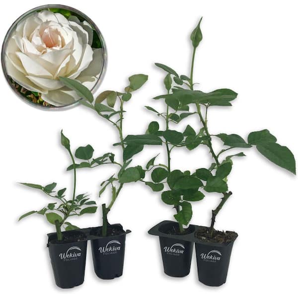 Wekiva Foliage Iceberg Rose Bush- 4-Live Starter Plants in 2 in. Pots-Beautifully Fragrant Heirloom Rose from Florida