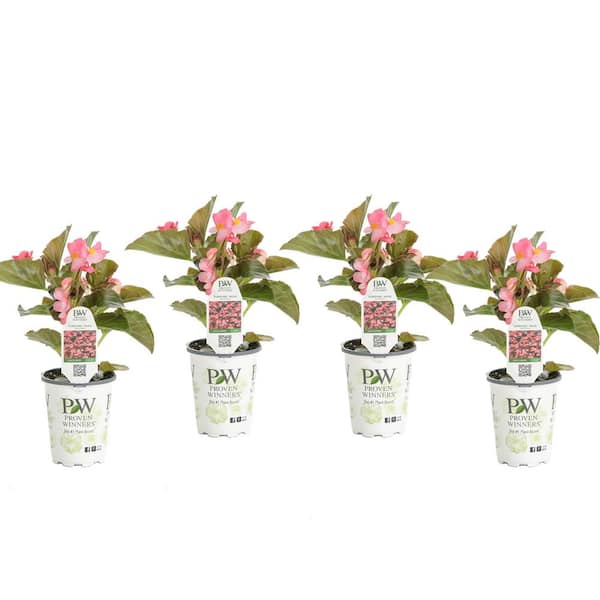 PROVEN WINNERS  in. Grande Surefire Rose (Begonia) Live Plant, Pink  Flowers (4-Pack) BEFPRW0047524 - The Home Depot