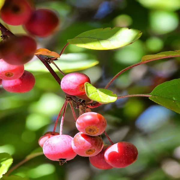 5 Gal. Sugar Tyme White Flowering Crabapple Tree CRASUG05G - The