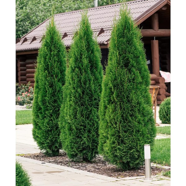 national PLANT NETWORK 2.25 Gal. Arborvitae Emerald Green Shrub