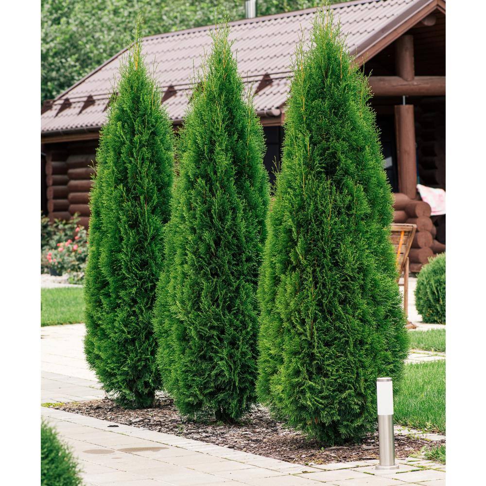 Emerald Green Arborvitae Evergreen Shrub, 2.25 Gallon