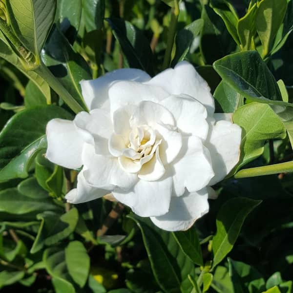 2.5 Gal - August Beauty Gardenia, Live Evergreen Shrub, White Fragrant Blooms