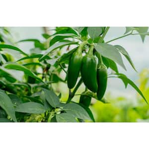 4 In. Jalapeno M Hot Pepper Vegetable Plant (6-Pack)