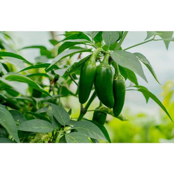 Burpee 4 In. Jalapeno M Hot Pepper Vegetable Plant (6Pack) PVJAL4HPE4PK The Home Depot