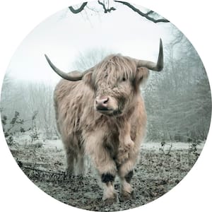 Falkirk Airdrie Abstract Highland Cow Peel and Stick Circular Wall Mural