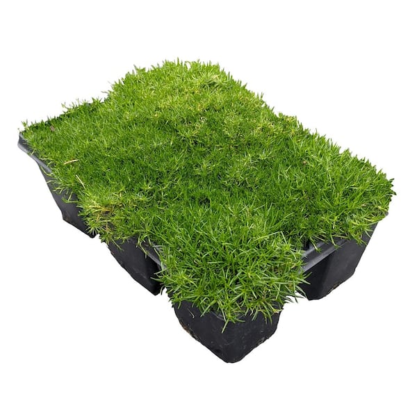 Perennial Sagina Groundcover 306PK - 1 Pack
